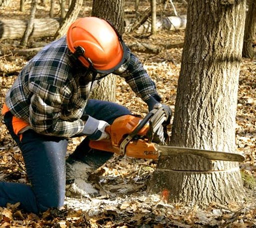 Tree Removal in Bridge City, TX